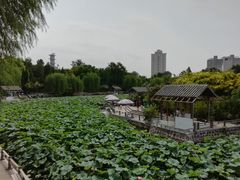 景点-紫荆山公园