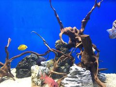 -烟台海昌鲸鲨海洋公园