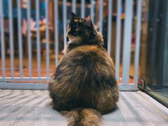 -藏猫猫咖啡主题馆(中央大道店)