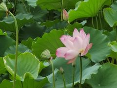 -荔湾湖公园