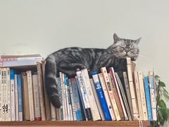 -有猫主题·治愈系猫咖(曾厝垵店)