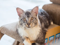 -瞄一喵猫咖(格力海岸店)