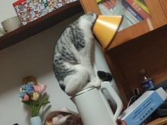 -派联宠物医院·24h·CT·异宠