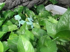 -上海大自然野生昆虫馆(东方明珠·爬宠昆虫探索中心)