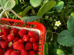 -合肥滨湖国家森林公园