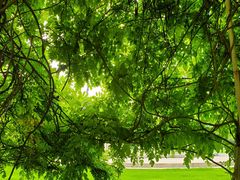 -合肥滨湖国家森林公园