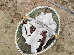 -马陆小张葡萄园农家乐