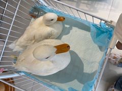 -怪兽屋·羊驼·猫咖·狗咖(俊华广场店)