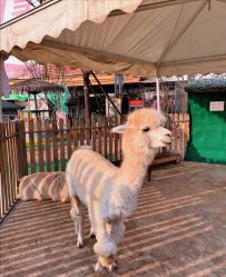 -萌宠亲子动物乐园(槐房万达店)