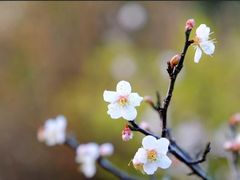 -东莞植物园