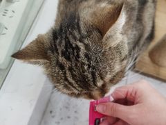 -喵园·猫主题咖啡厅·撸猫·猫咖(国贸店)