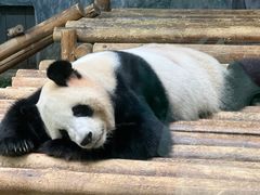 -深圳野生动物园