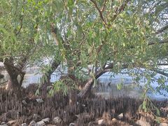 -宝安西湾红树林湿地公园