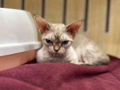 -momokira米努特·德文卷毛猫·棉花面纱犬