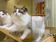 -猫十亿·布偶金渐层·曼基康矮脚猫舍(青年路店)