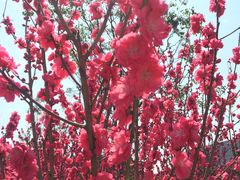 -上海市龙华烈士陵园