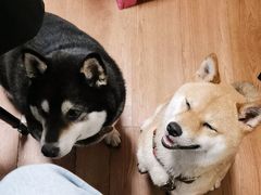 -柴犬高等学院·狗咖·柴犬售卖·宠物训练