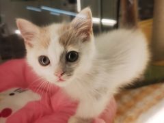 -babydoll猫舍·米努特·德文·缅因(久光中心店)