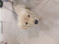 -佳雯宠物医院·皮肤科·内外科(春晓路分院)