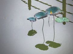 -珠海圆明新园