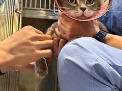 -御宝贝·A梦猫科宠物医院(国际猫友好医院)