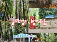 -泗洪洪泽湖湿地景区