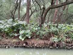 -大湾区中央湿地公园