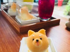 -柴犬高等学院·狗咖·柴犬售卖·宠物训练