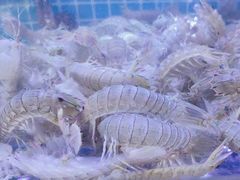 -阿弟特色海鲜餐厅·大排档(平潭店)