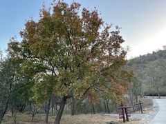 -北京西山国家森林公园