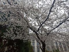 -武汉大学-樱园