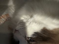 -爱侣·安琦尔宠物医院·中兽医针灸·心内科·狂犬免疫点(宝山区院)