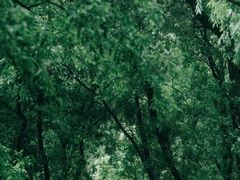 -西湖风景区-江洋畈生态公园