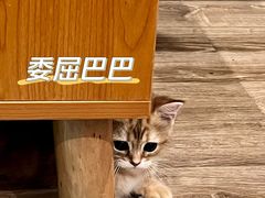 -小猫来了·猫舍(红山六九七九店)