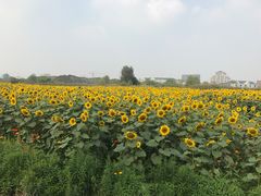-映月湖中央公园
