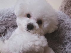 -翊宠yipet猫狗购宠庄园犬舍•猫舍