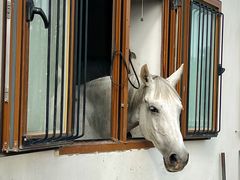 -北京群众马术培训基地