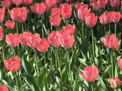 -长春公园(普阳街道)