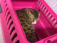 -纳吉亚猫专科动物医院·北北分院
