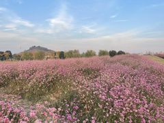 -径山花海