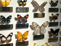 -上海昆虫博物馆