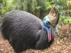 -费瑟代尔野生动物园