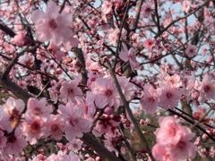 -白塘生态植物园
