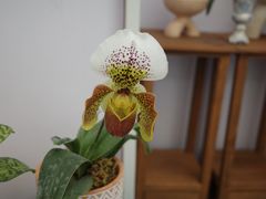 -上海鲜花港