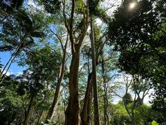 -中国科学院西双版纳热带植物园