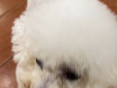 -千城康桥宠物医院·猫科·骨科·心脏