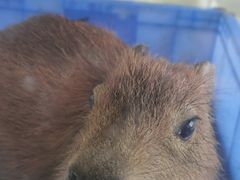 -怪兽屋·羊驼·猫咖·狗咖(俊华广场店)