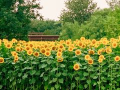 -奥林匹克森林公园北园-停车场