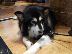 -more than meow吴止猫主题餐厅(承德 中船汇店)