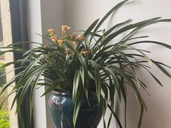 -荷风细雨·中国茶宴(碧云店)